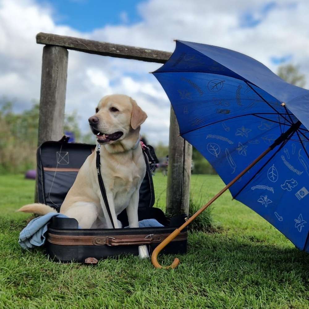 Hundetreffen-Kumpeline gesucht-Profilbild