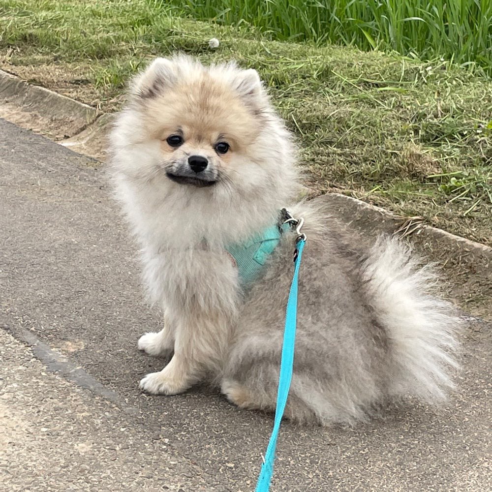 Hundetreffen-Spielkamerad gesucht:)-Profilbild