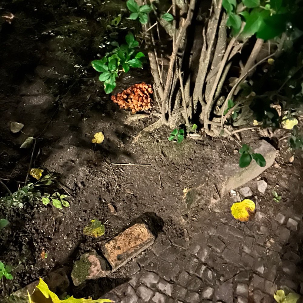 Giftköder-Eventuell Giftköder (Würstchen o.ä.)-Profilbild