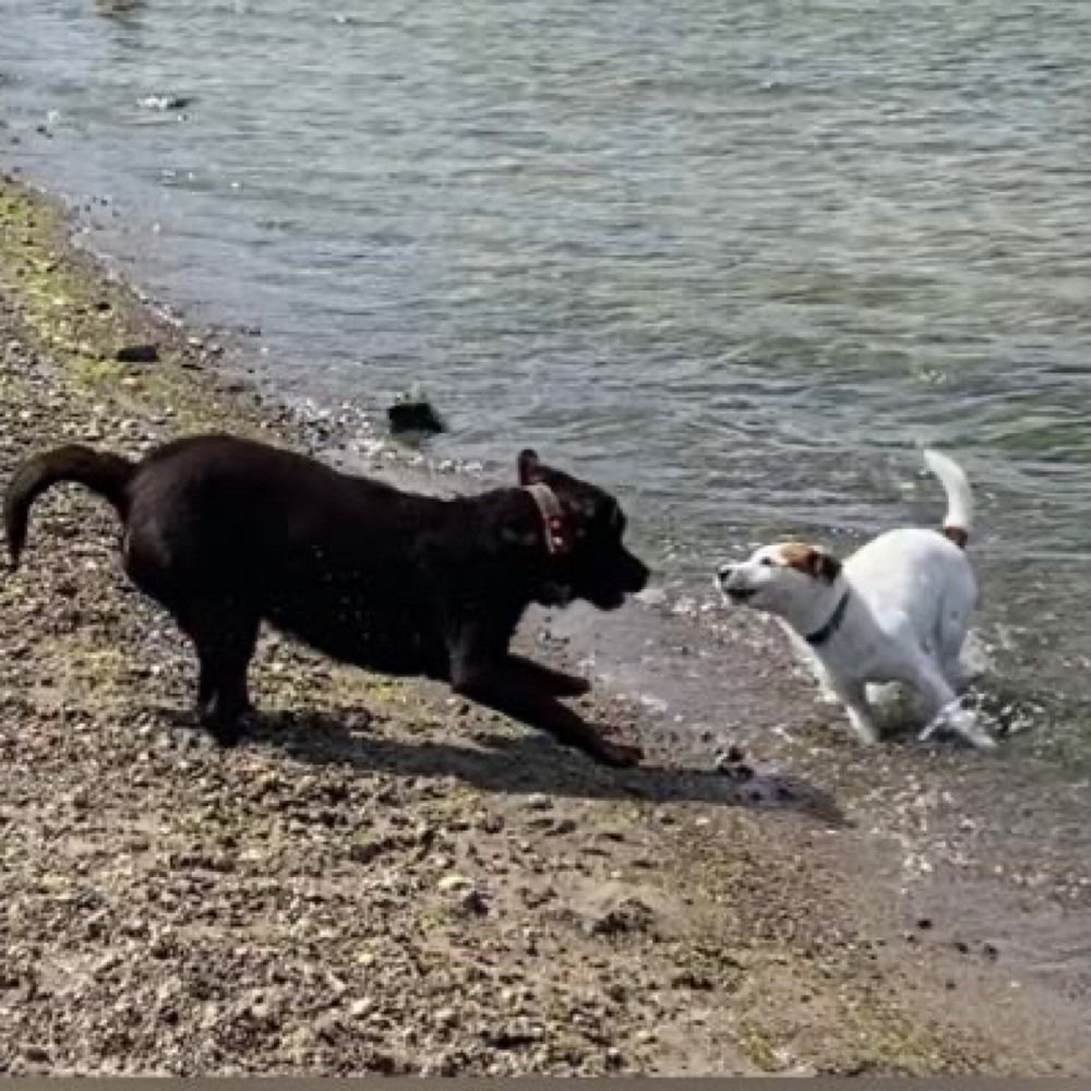 Hundetreffen-Gassirunden mit Spiel- und Übungseinheiten-Profilbild