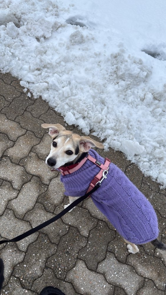 Hundetreffen-Spiel und Spazierfreunde gesucht 🙈-Profilbild