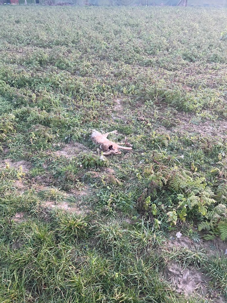Giftköder-Toter Hase im Feld (nah am Feldweg)-Profilbild