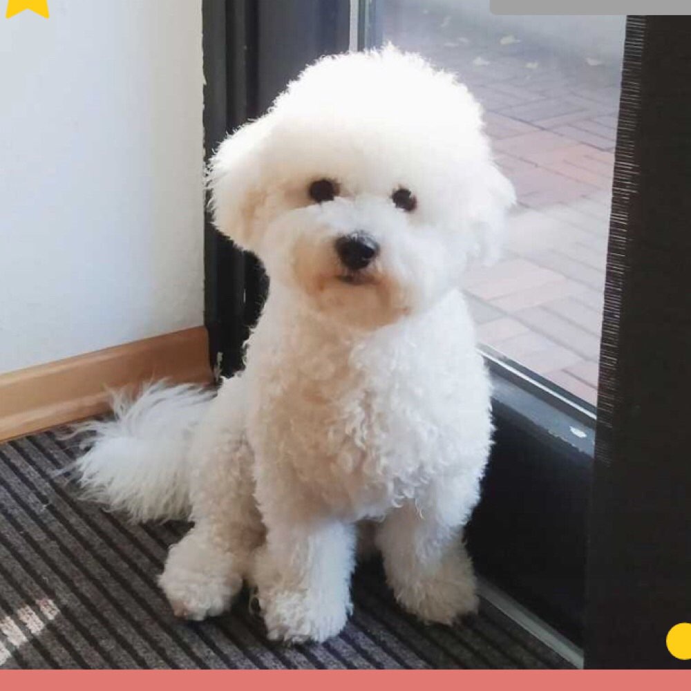 Hundetreffen-Spiele Treff-Profilbild