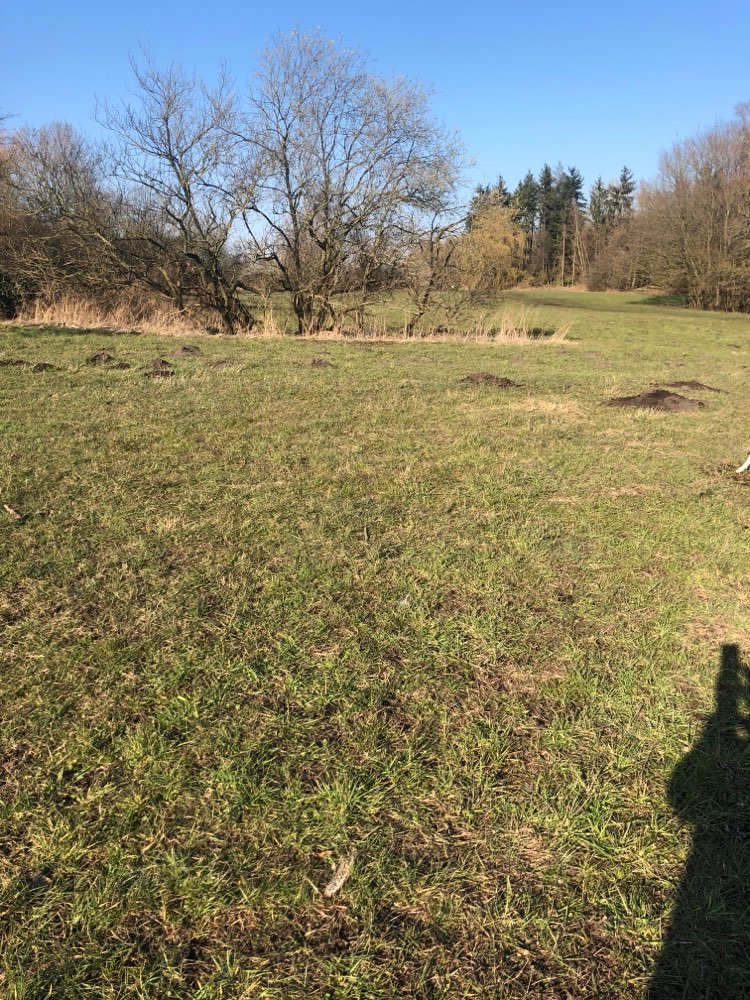 Giftköder-Rasierklinge im Maulwurfshügel-Profilbild