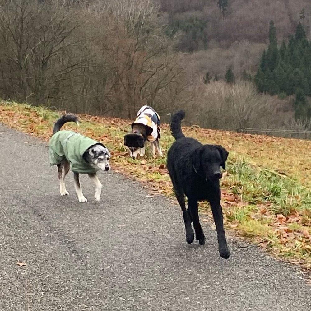 Hundetreffen-Gemeinsamer Spaziergang-Profilbild