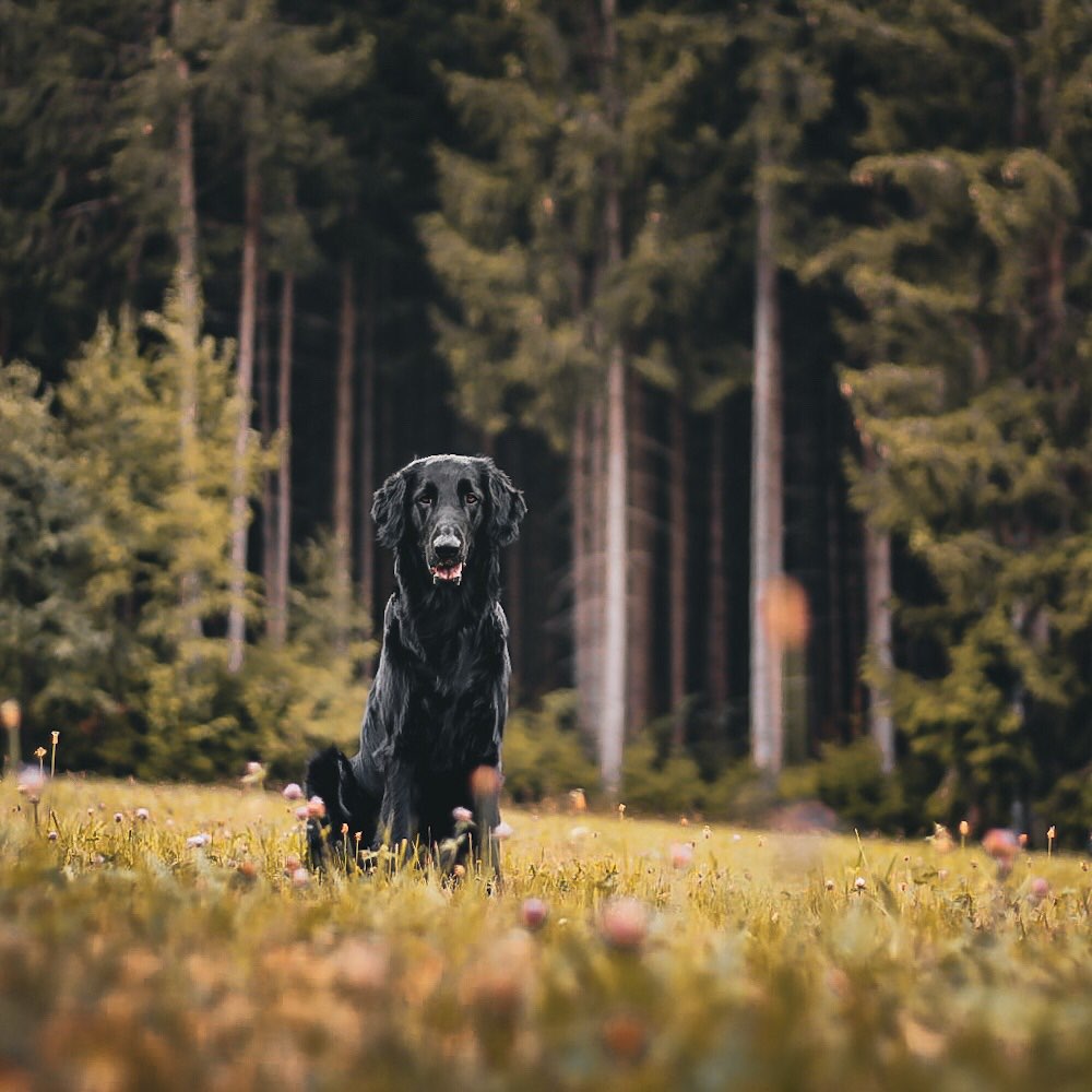 Hundetreffen-Gemeinsamer Spaziergang-Profilbild