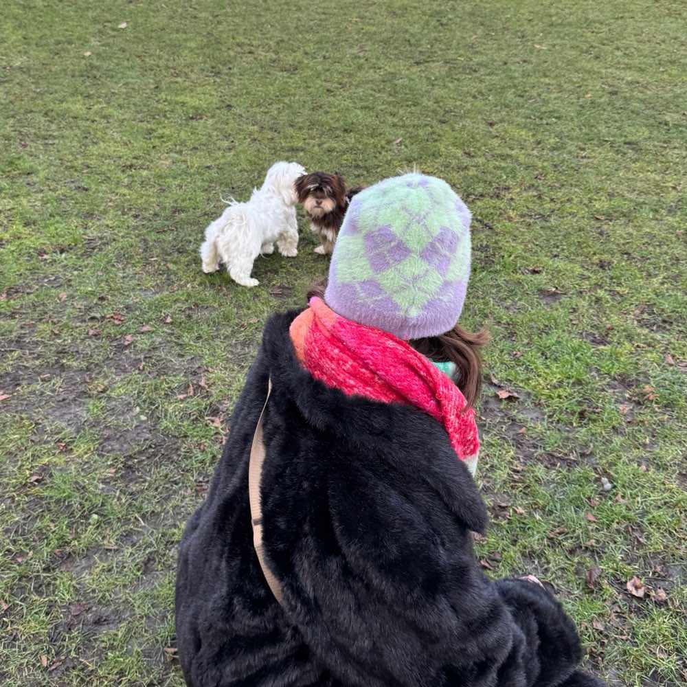 Hundetreffen-Gassirunde/Spieldate gesucht-Profilbild