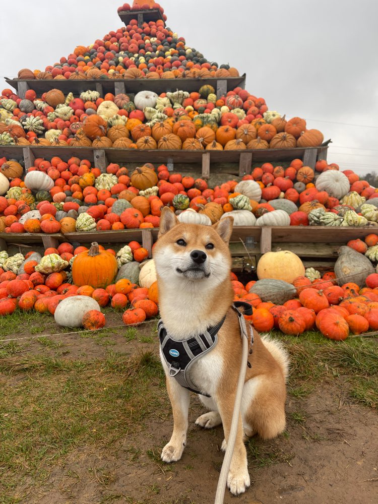 Hundetreffen-Gemeinsame Spaziergänge - Herzogenrath/ Kohlscheid-Profilbild