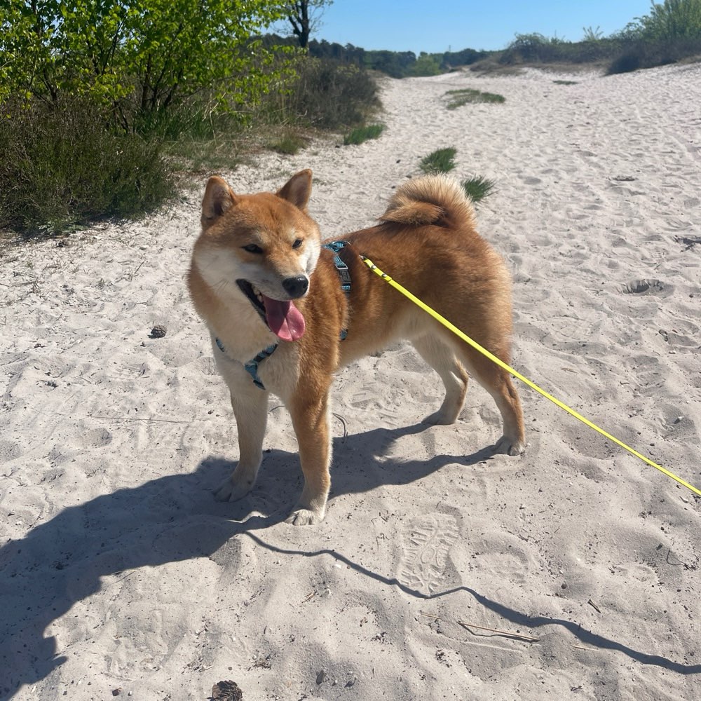 Hundetreffen-Spaziergänge/ Toben oder gemeinsames trainieren - Herzogenrath/ Kohlscheid-Profilbild