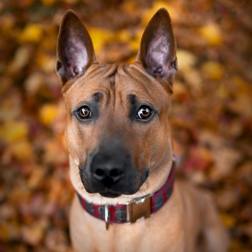 Hundetreffen-Hundefreunde finden-Profilbild