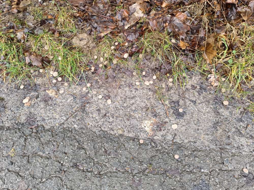 Giftköder-Hundefutter an mehreren Stellen!-Profilbild