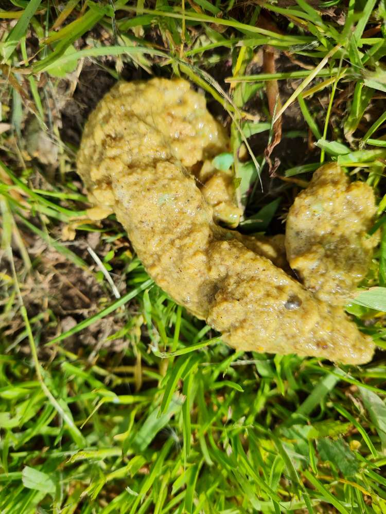 Giftköder-Schneckenkorn, evtl. Dünger lt. Tierarzt-Profilbild