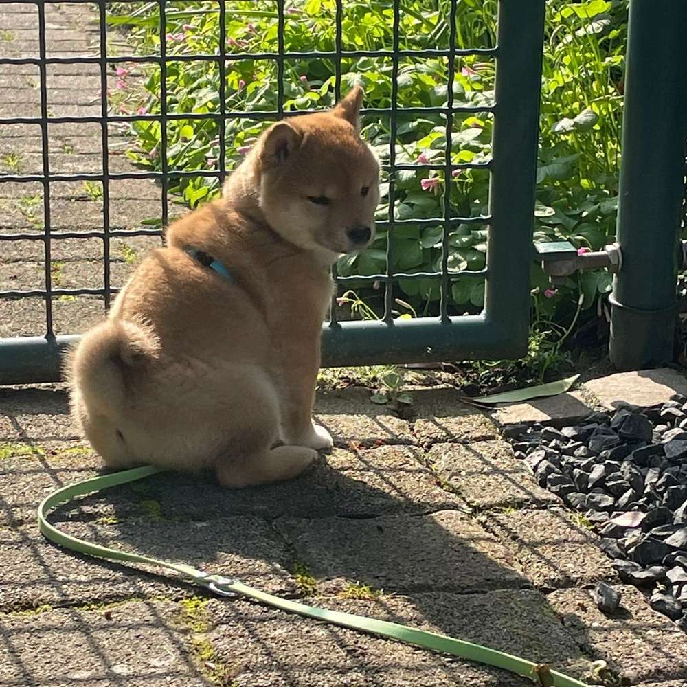 Hundetreffen-Welpentreffen in Kempen-Profilbild