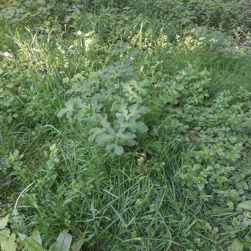 Giftköder-Bärenklau Vorsicht!!!-Profilbild