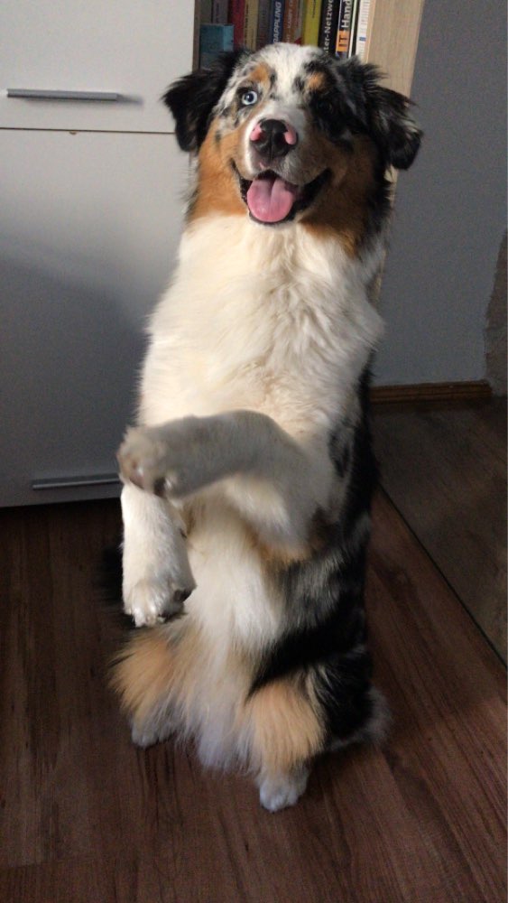 Hundetreffen-Hundetreff Oranienburger Hundeplatz-Profilbild