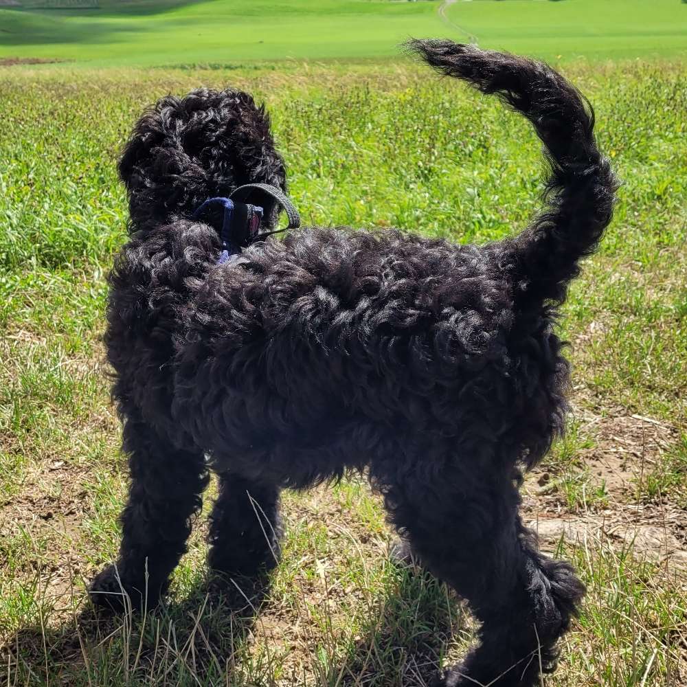 Hundetreffen-Gemeinsame Spaziergänge-Profilbild