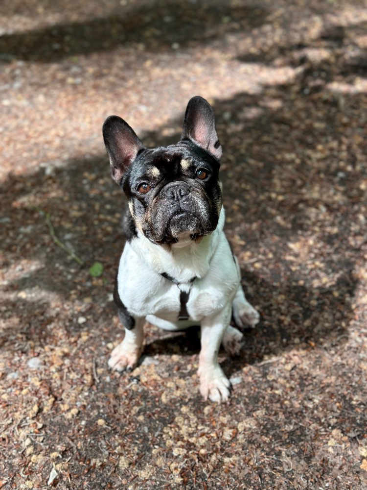 Hundetreffen-Spiel- oder Gassirunde-Profilbild