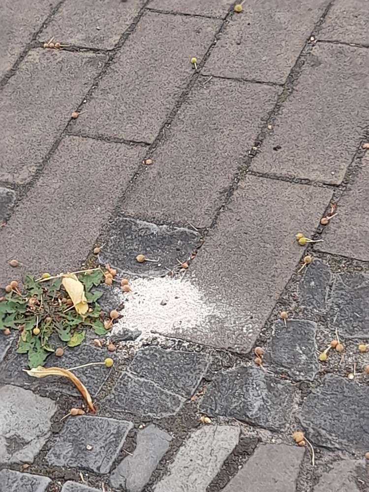 Giftköder-Weißer Pulver-Profilbild