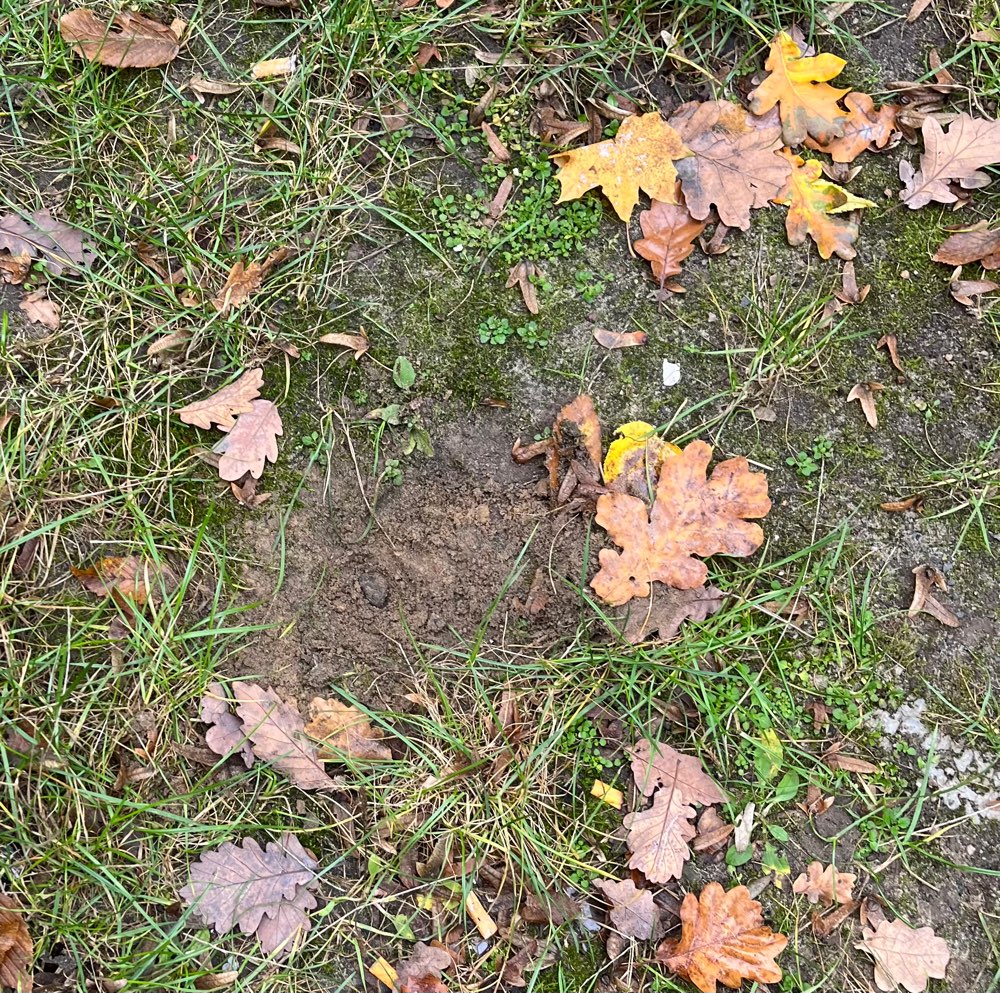 Giftköder-Verdacht auf Giftköder-Profilbild