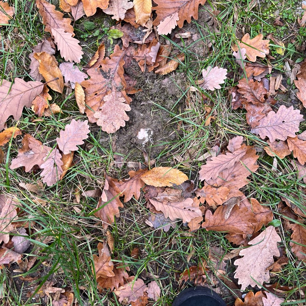 Giftköder-Wiederholt Verdacht auf Giftköder-Profilbild