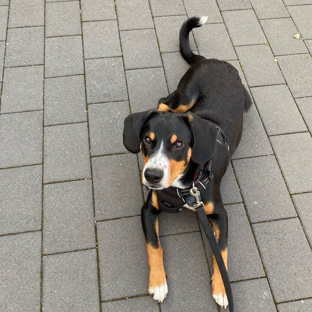 Hundetreffen-erfahrener Gassi-Kumpel gesucht-Profilbild