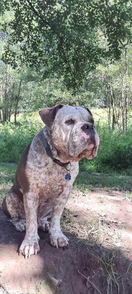 Hundetreffen-Bulldoggen unter sich-Profilbild