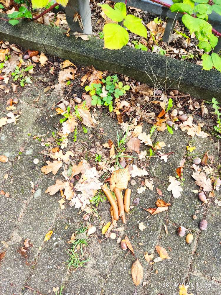 Giftköder-Wurst am Weg-Profilbild