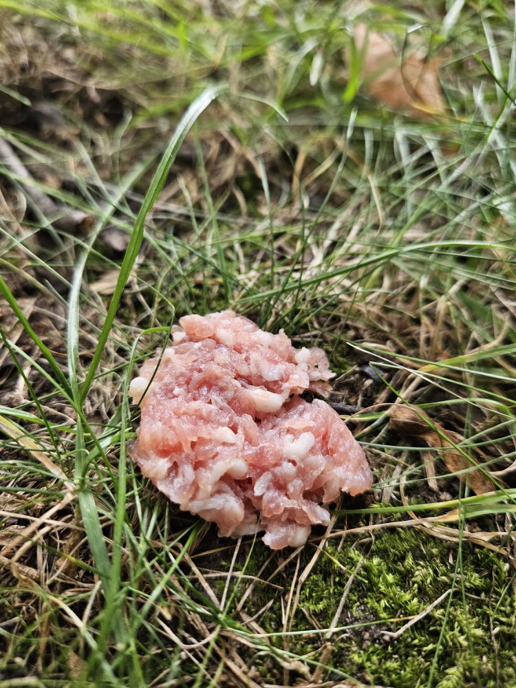 Giftköder-Giftköder auf Grünfläche beim Baum-Profilbild