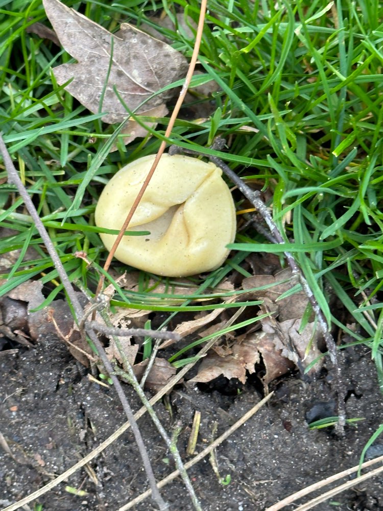 Giftköder-Ravioli als evtl Giftköder-Profilbild