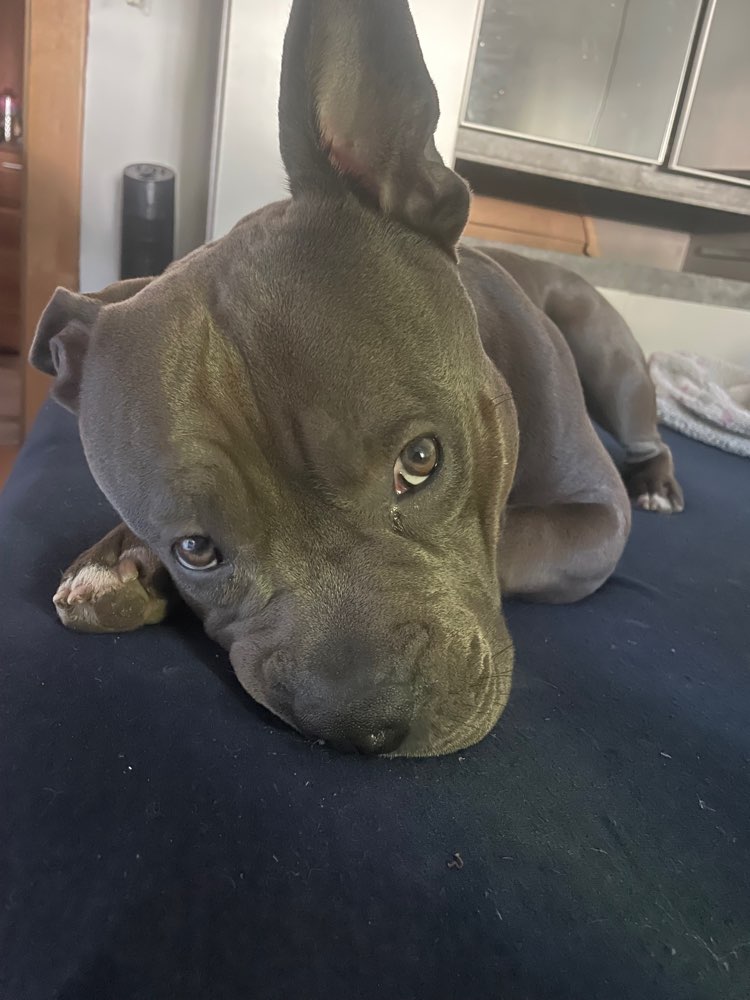 Hundetreffen-Spielfreunde-Profilbild