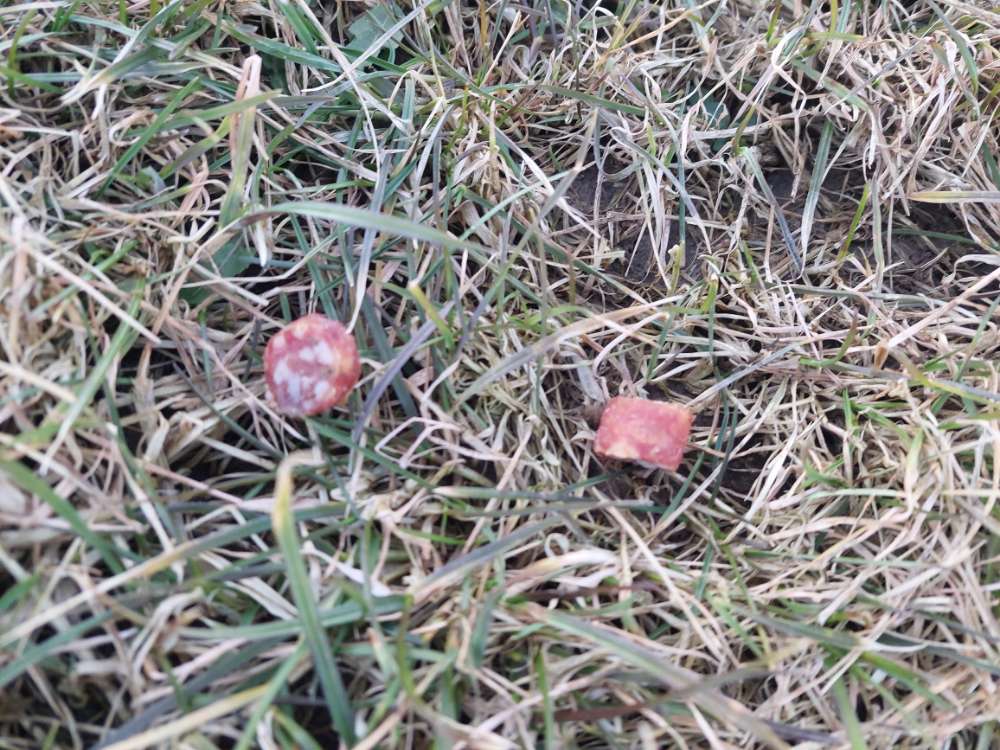 Giftköder-Wurststücken am Feldrand-Profilbild