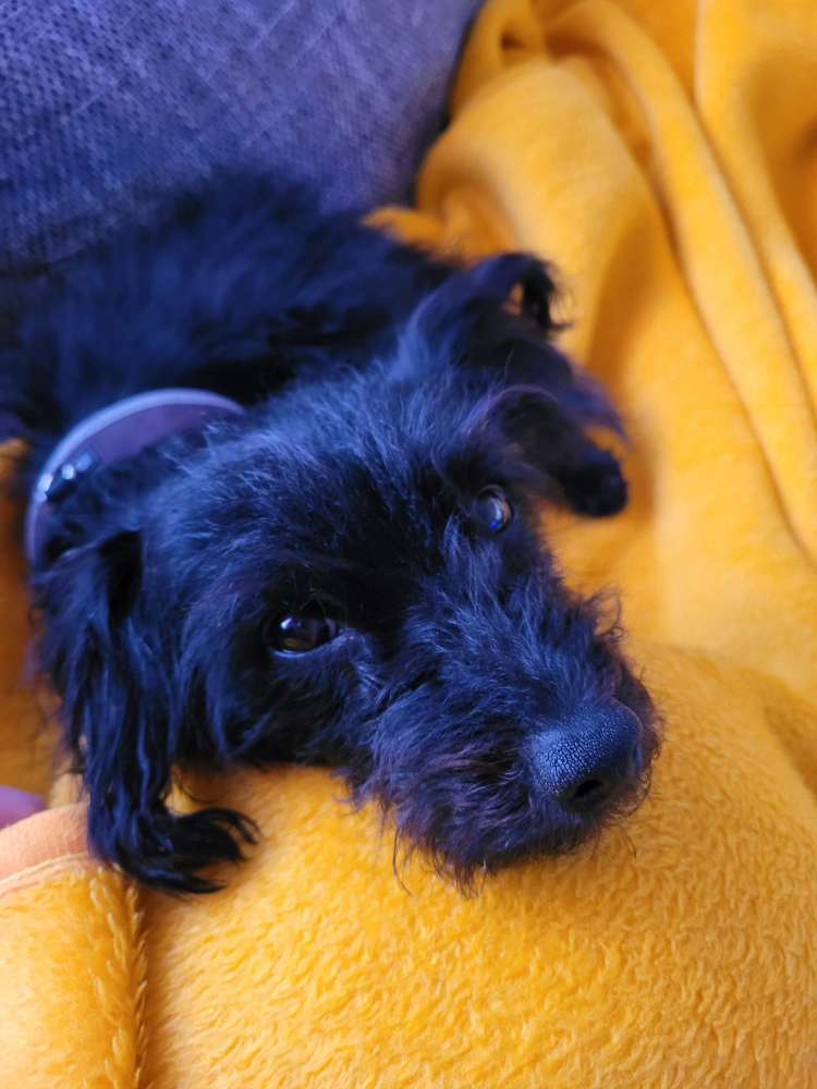 Hundetreffen-Besitzer von Bengi aus dem Tierheim-Sülfeld 2018-Profilbild