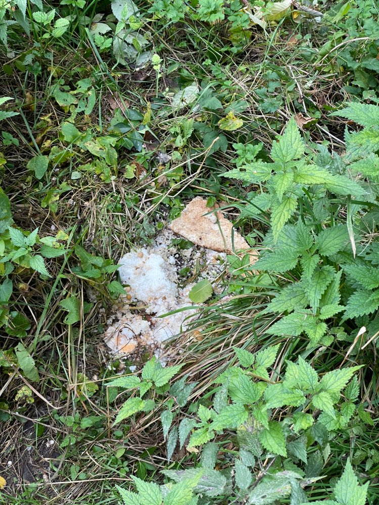 Giftköder-Möglicher Giftköder-Profilbild