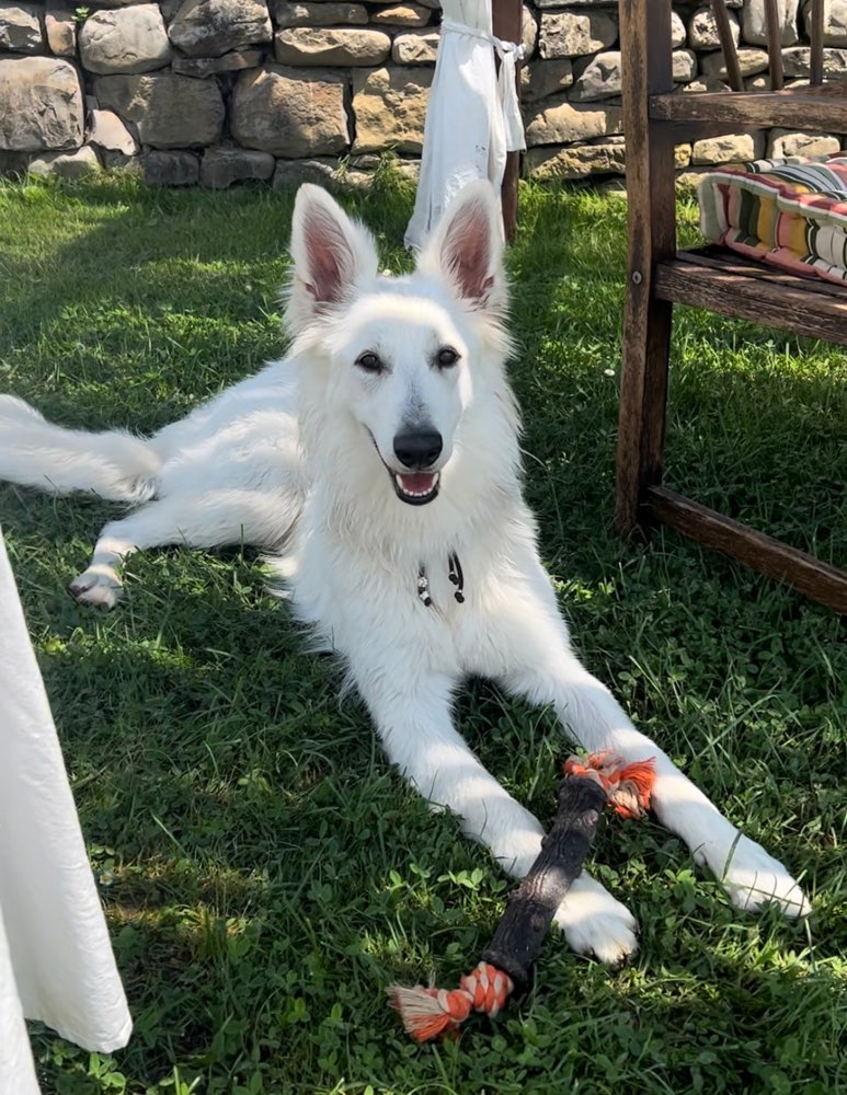 Hundetreffen-Trainingspartner Hundebegegnungen-Profilbild