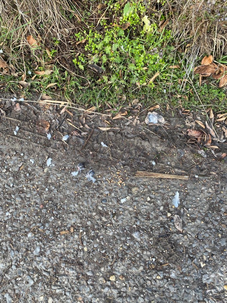 Giftköder-Vogelkorn mit Gift!-Profilbild