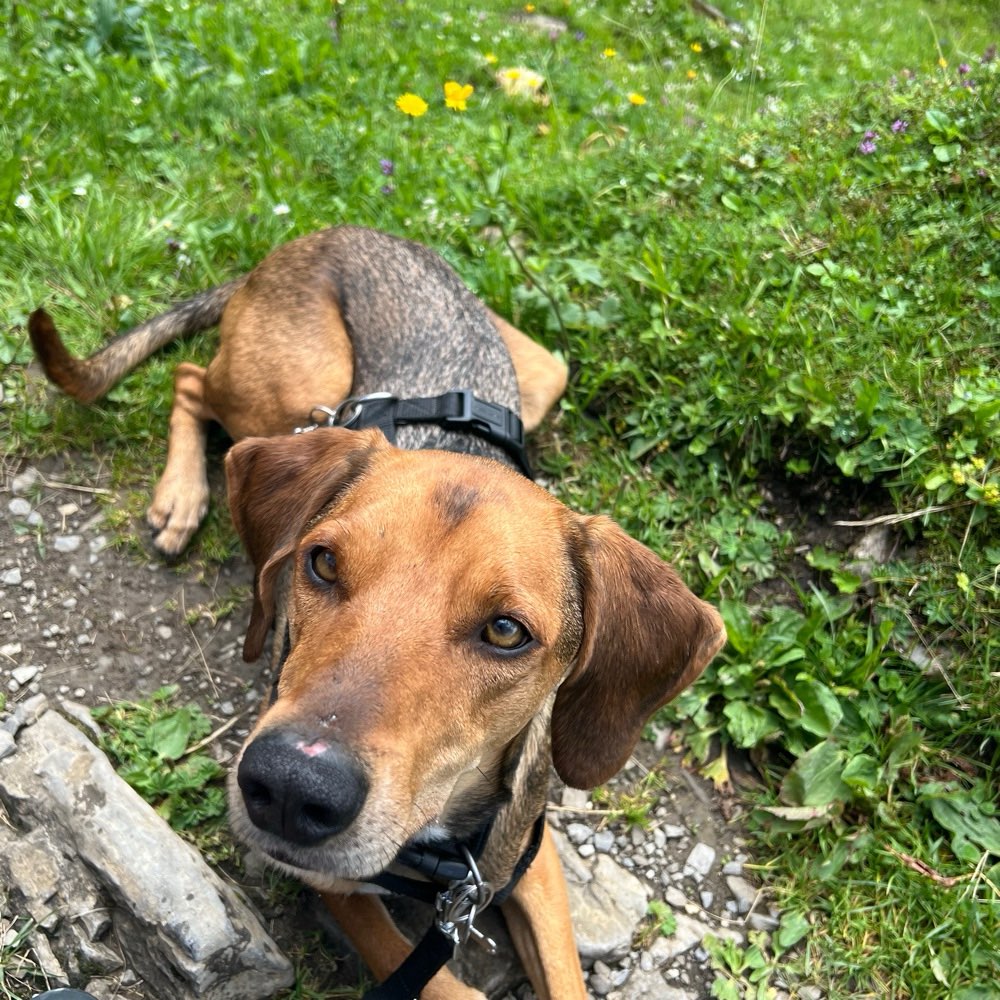 Hundetreffen-Gemeinsame Gassirunden 😀-Profilbild