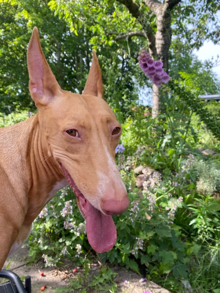 Hundetreffen-Pharao sucht Freunde-Profilbild