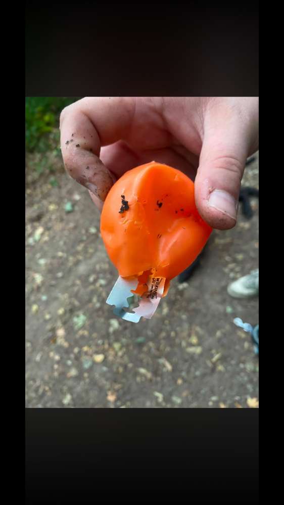 Giftköder-Rasierklingen in Obst!!!-Profilbild