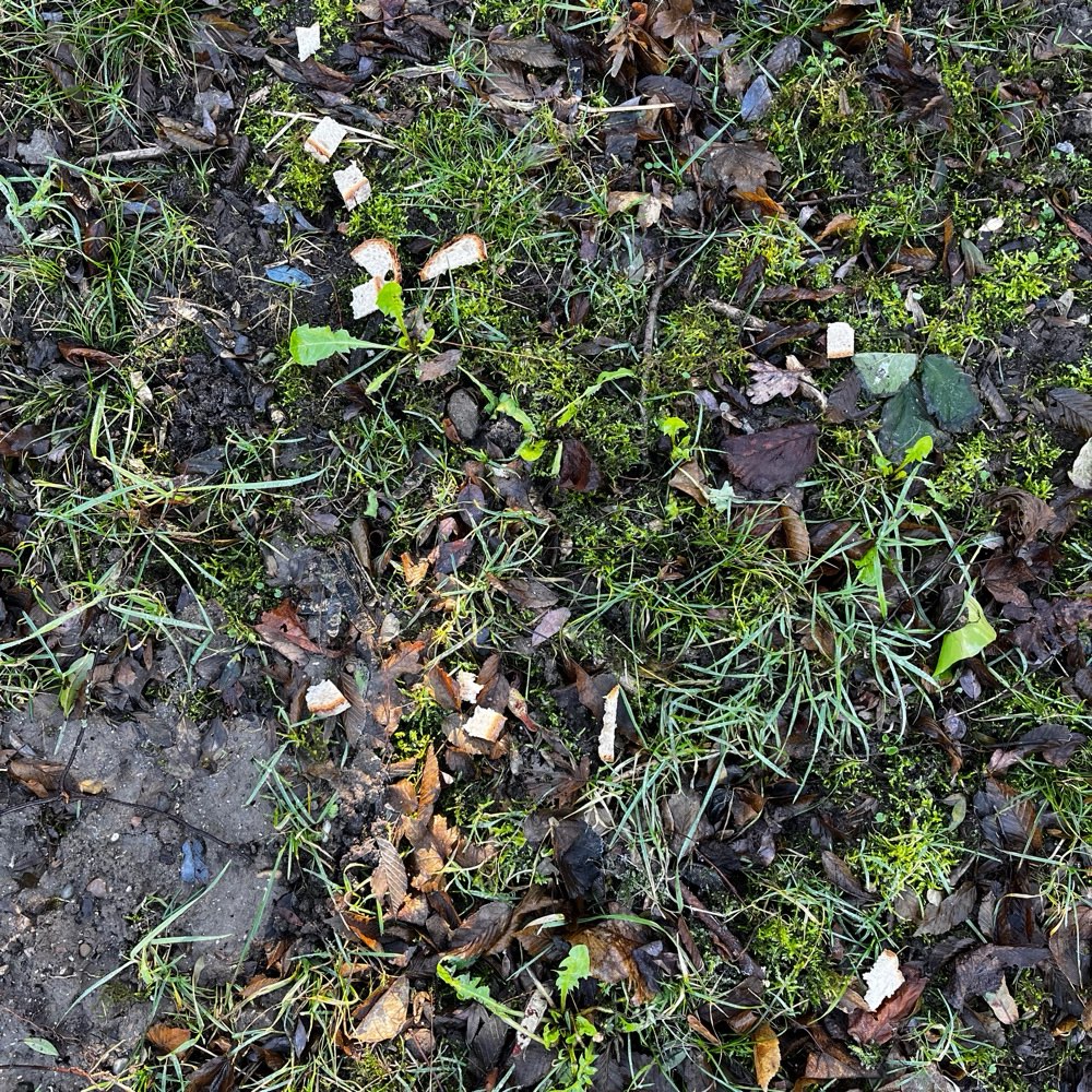 Giftköder-Ggf. Gift im Brot bei der Alb-Profilbild