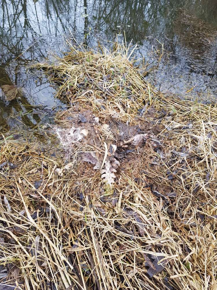 Giftköder-Kadaver am Ufer-Profilbild