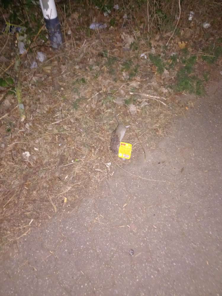 Giftköder-Tote Ratte-Profilbild