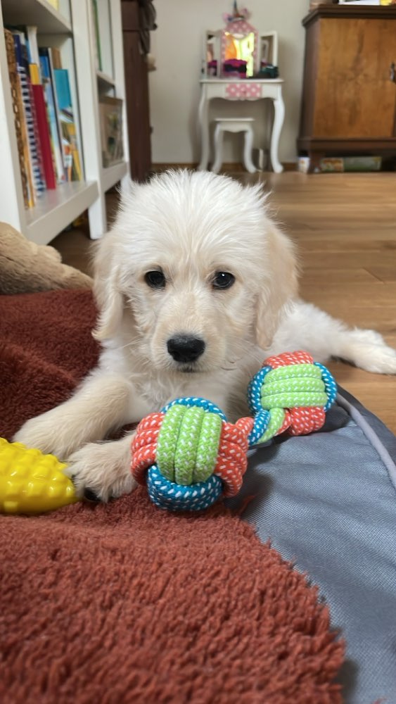 Hundetreffen-Hundefreunde finden-Profilbild