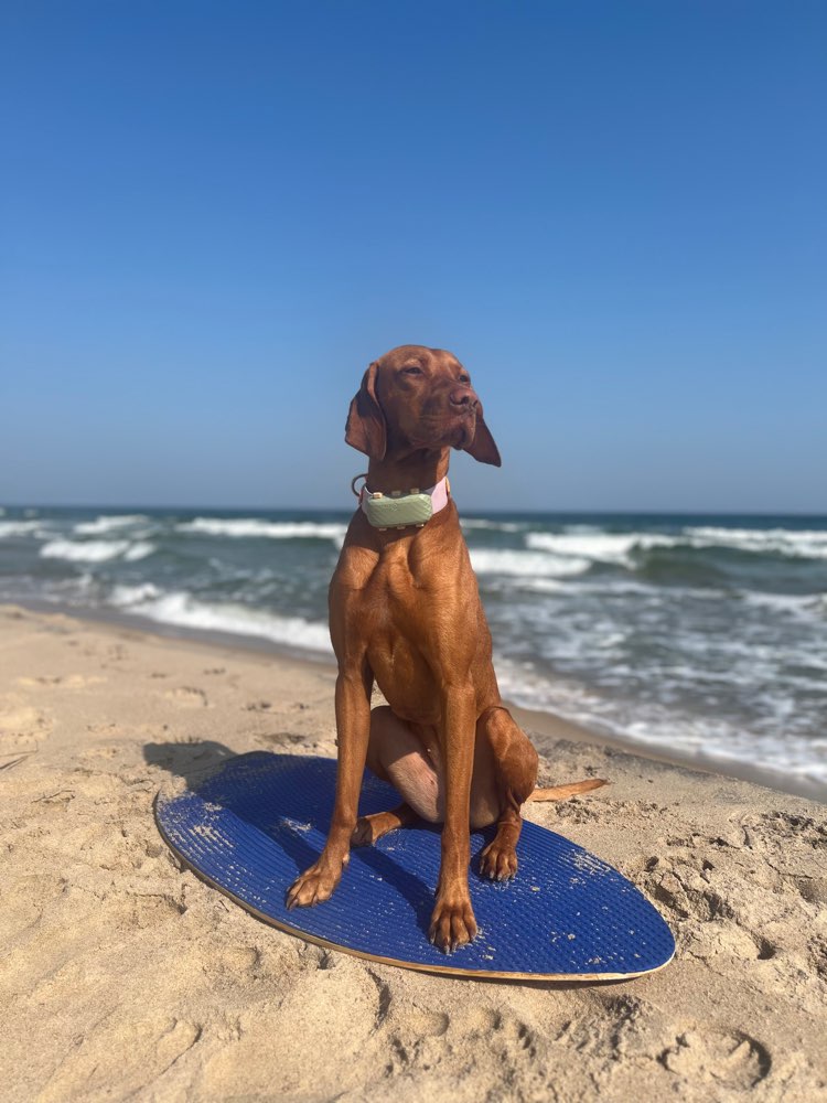 Hundetreffen-Betreuung (Urlaub/ Unregelmäßig in der Woche)-Profilbild