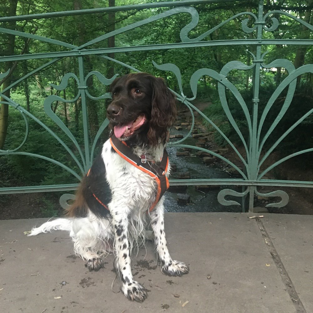 Hundetreffen-Gemeinsames Gassigehen-Profilbild