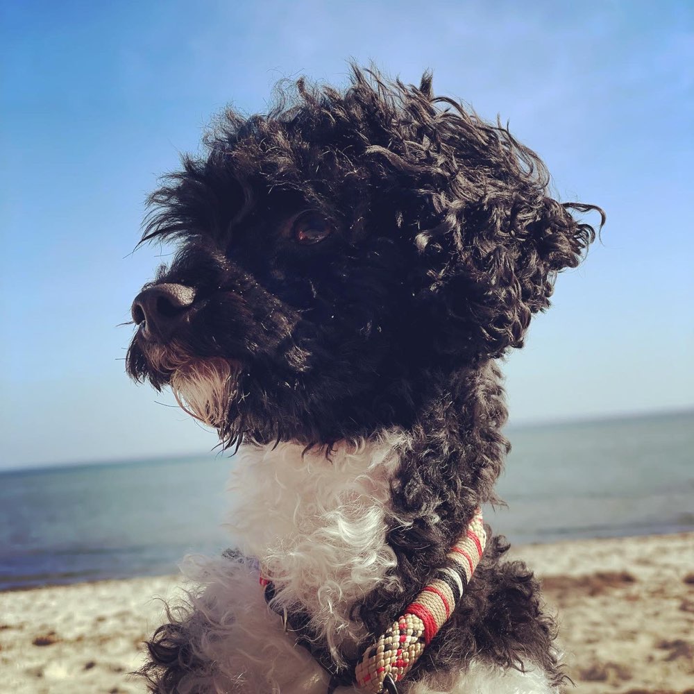 Hundetreffen-Spielen und Gassigehen-Profilbild