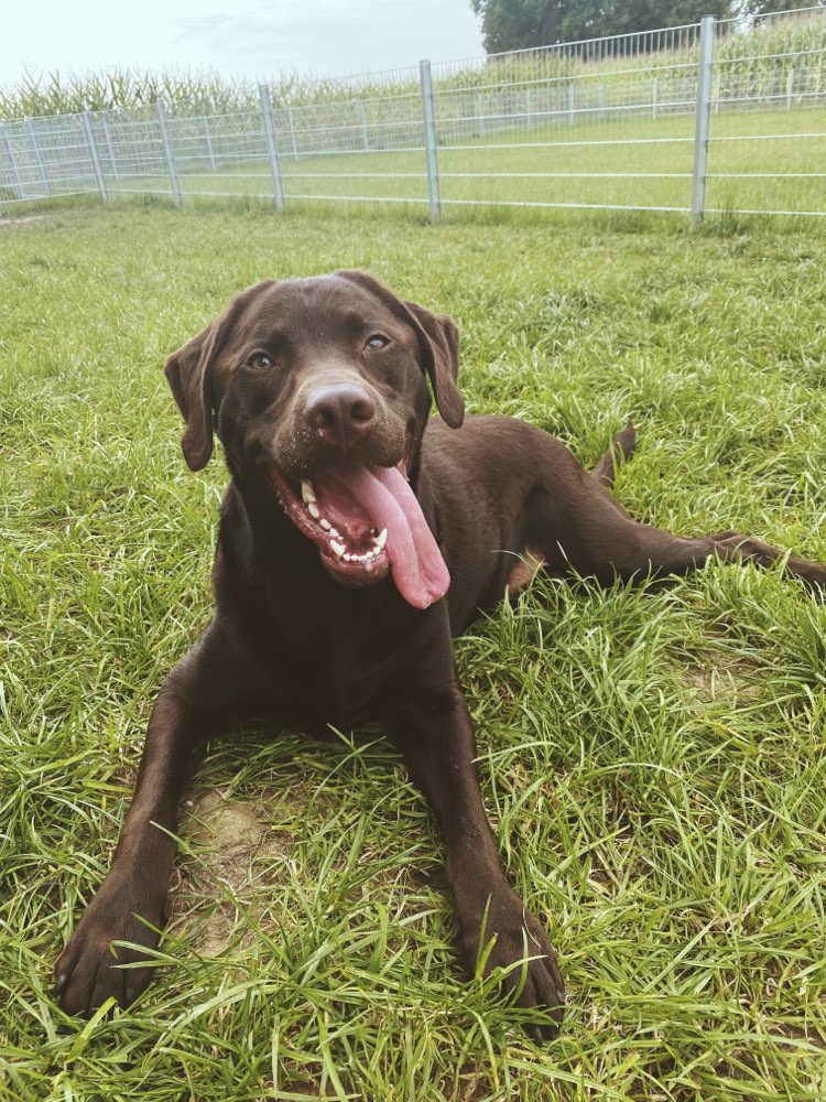 Hundetreffen-Hundetreffen auf den Hundewiesen-Profilbild