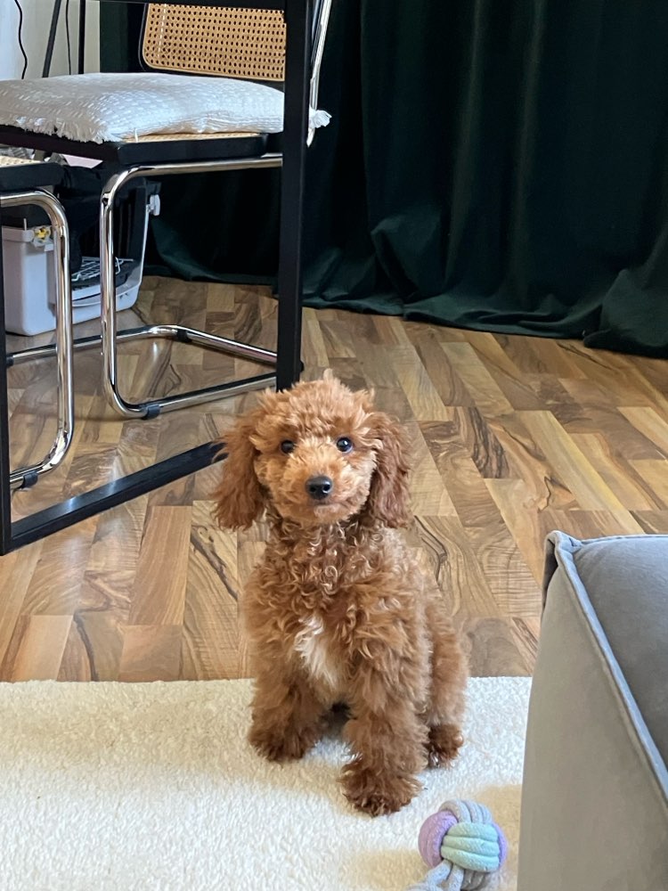 Hundetreffen-Spielkameraden-Profilbild