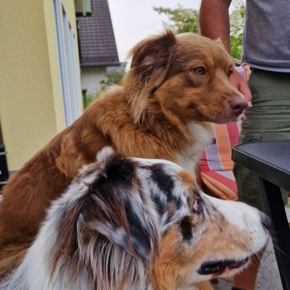 Hundetreffen-Spazieren-Profilbild