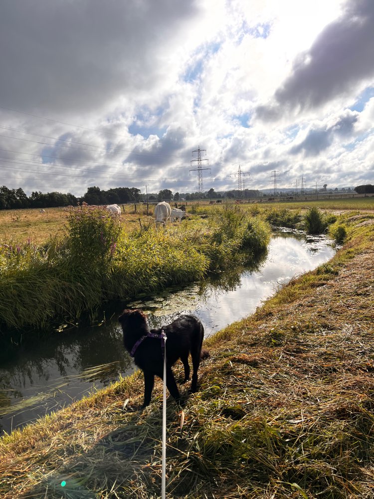 Hundetreffen-Gassi Runden-Profilbild