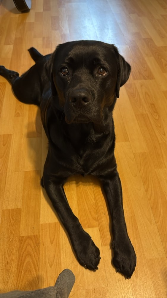 Hundetreffen-Suche Hundefreunde-Profilbild